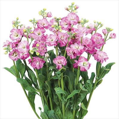 ストック カルテット ディープピンクフラッシュ