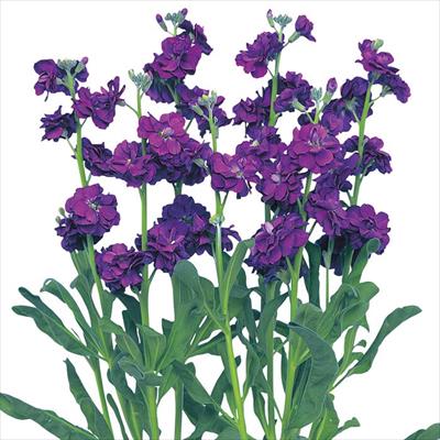 ストック カルテット パープル