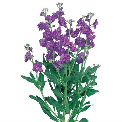 ストック カルテット ブルー