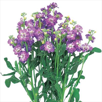 ストック カルテット ブルーフラッシュ