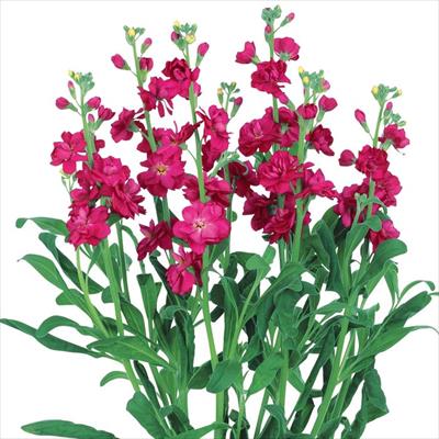 ストック カルテット レッド2