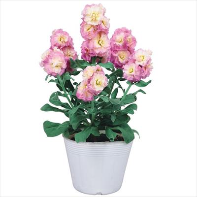 ストック ベイビー レインボー