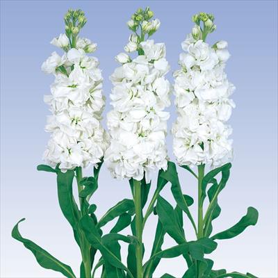 ストック アイアン ホワイト