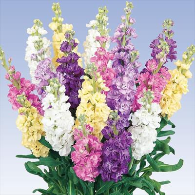 ストック アイアン ミックス