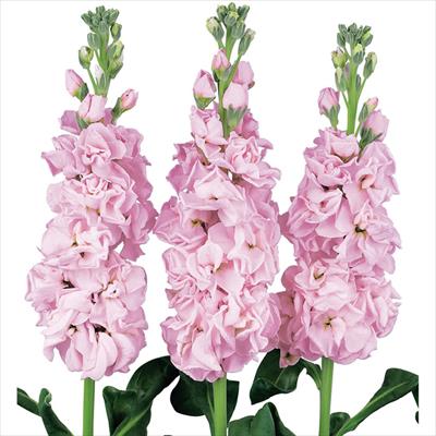 ストック アーリーアイアン(R) チェリー