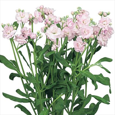 ストック ハイカルテット チェリー