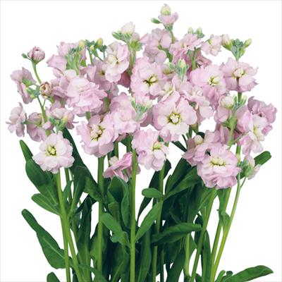 ストック ハイカルテット クールピンク