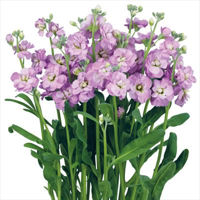 ストック ハイカルテット マリン