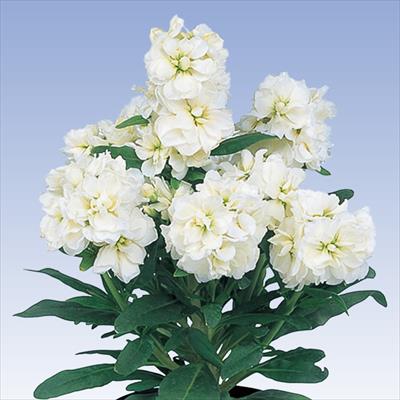 ストック マイム クリーム