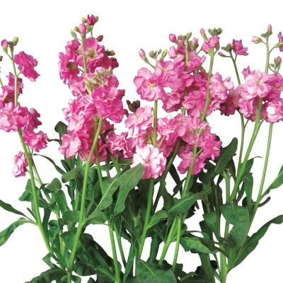 ストック ハイカルテット ローズ