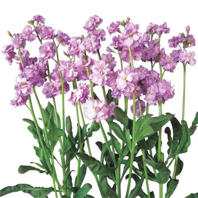 ストック ハイカルテット ラベンダー