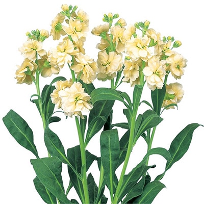 ストック カルテット ディープイエロー