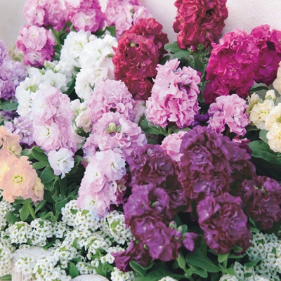 ストック ベイビー ミックス