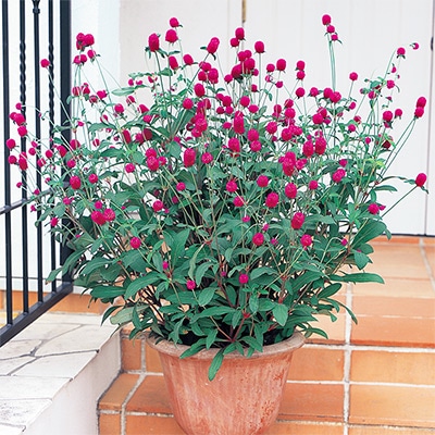 センニチコウ ネオン ローズ(ver.2)