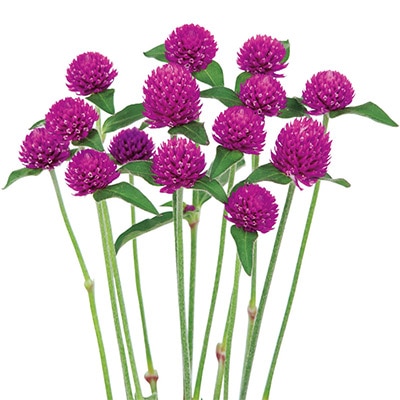 センニチコウ ネオン ローズ (ver.2)