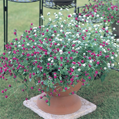 センニチコウ ちなつ ミックス