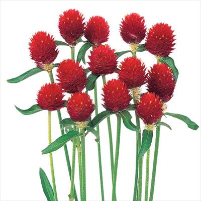 センニチコウ ストロベリー フィールド