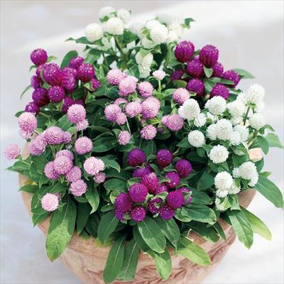 センニチコウ バディー ミックス