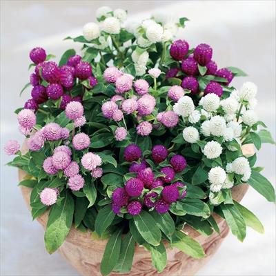 センニチコウ バディー ミックス