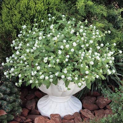 センニチコウ ちなつ ホワイト