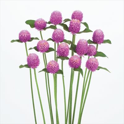 センニチコウ ネオン ラベンダー