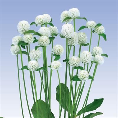 センニチコウ ネオン ホワイト