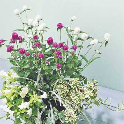 センニチコウ ミラーボール ミックス