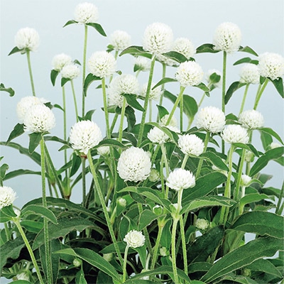 センニチコウ ミラーボール ホワイト