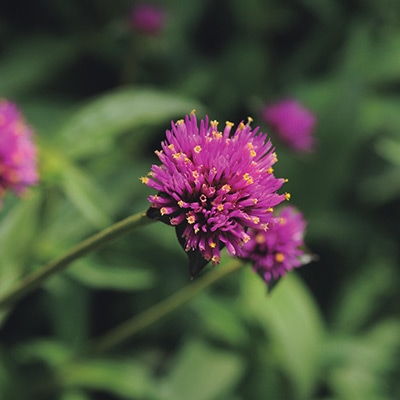 センニチコウ ファイヤーワークス