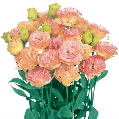 トルコギキョウ オーブ カクテル