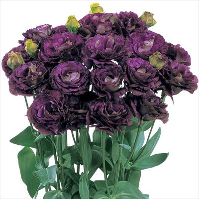 トルコギキョウ アンバーダブル(R) パープル