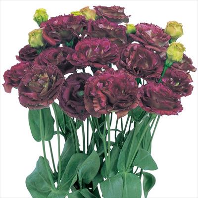 トルコギキョウ アンバーダブル(R) バーボン