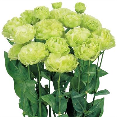 トルコギキョウ アンバーダブル(R) ホップ