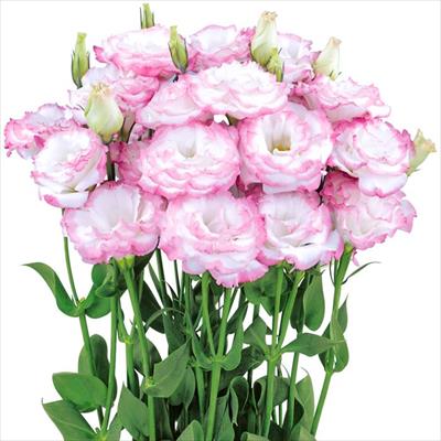 トルコギキョウ オーブ ピンクピコティー