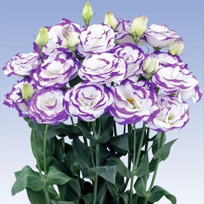 トルコギキョウ オーブ ブルーピコティー