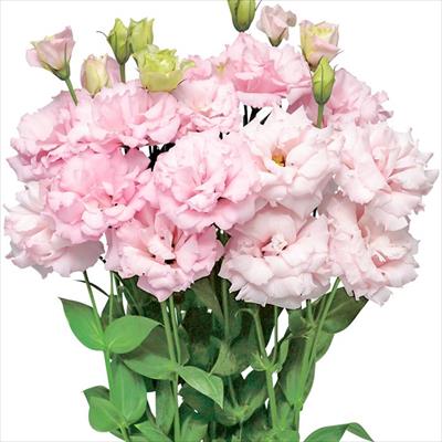 トルコギキョウ クラリス ライトピンク