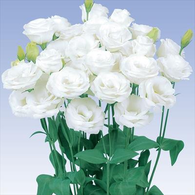 トルコギキョウ ピッコローサ スノー