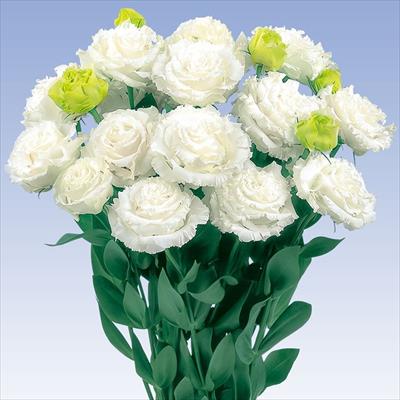 トルコギキョウ ボン・ボヤージュ(R) ホワイト