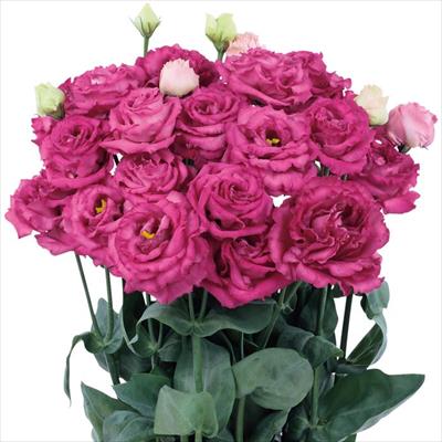 トルコギキョウ マキア(R) ルージュ