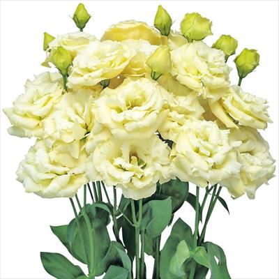 トルコギキョウ 冬のマリア イエロー