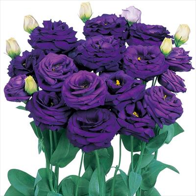 トルコギキョウ ロジーナ(R) （3型）ブルー（ver.2）