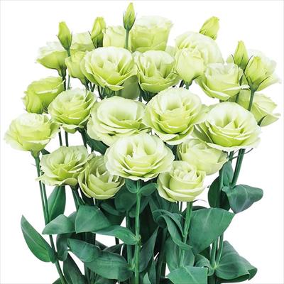 トルコギキョウ ロジーナ(R) グリーン（ver.3）