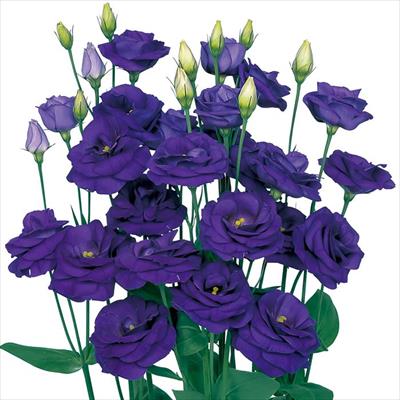 トルコギキョウ ロジーナ(R) ブルー（ver.2）