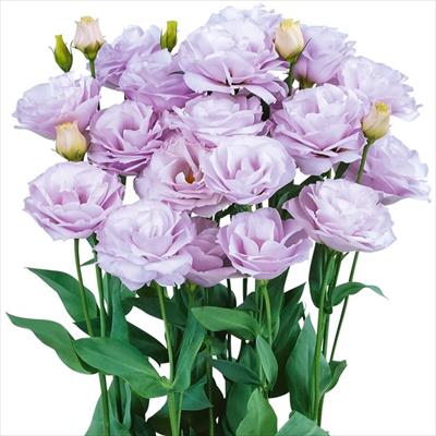 トルコギキョウ ロジーナ(R) ラベンダー（ver.2）