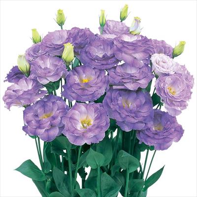 トルコギキョウ ロベラ ブルーフラッシュ