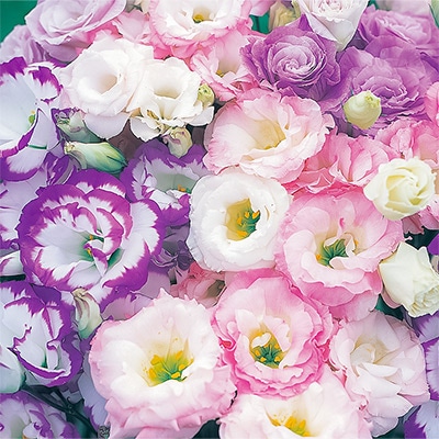 トルコギキョウ ダブルバイカラー ミックス