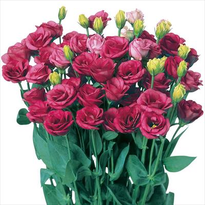 トルコギキョウ フルフル(R) ローズ