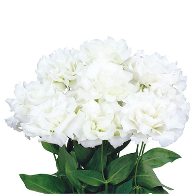 トルコギキョウ レイナ ホワイト （ver.3）