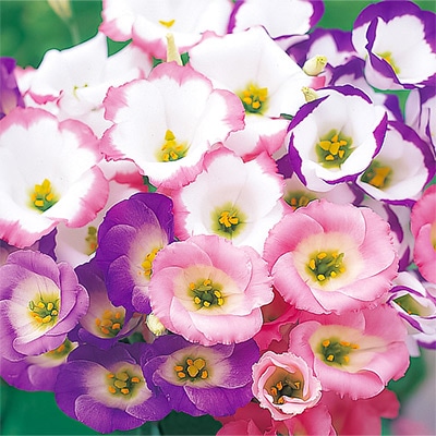 トルコギキョウ バイカラー ミックス