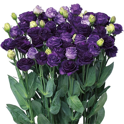 トルコギキョウ フルフル(R) バイオレット